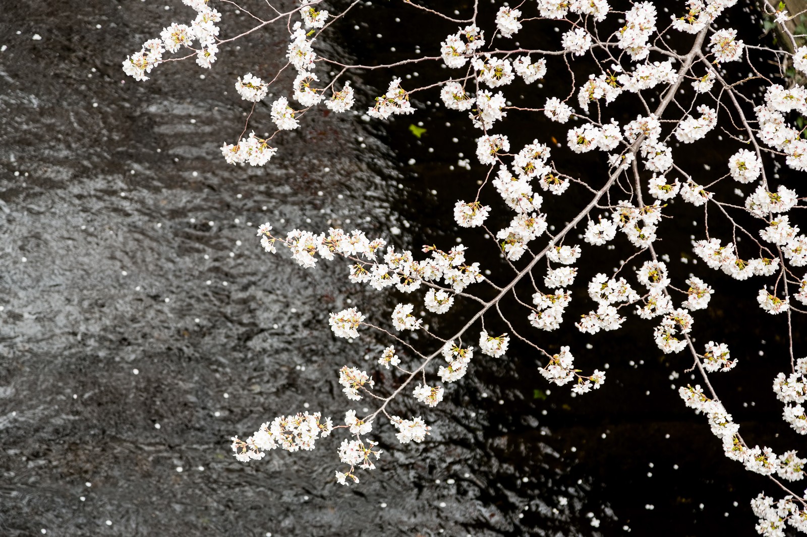 池田市の桜スポットまとめ 呉羽の里 久安寺など穴場でお花見 アクセスや駐車場も にんまり一家